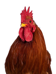 Head shot of Adult Buff Black Columbia Cochin rooster, standing facing front. Looking towards camera. Isolated on a white background.