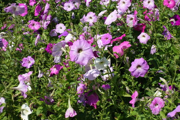 Many flowers of petunias in shades of pink in mid August