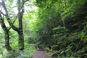 中津川渓谷遊歩道