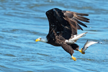 Bald Eagle in Flight with a Fish