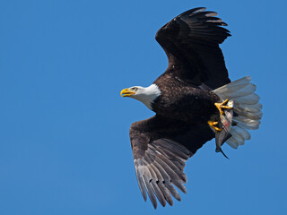 Bald Eagle in Flight with a Fish