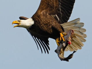 Bald Eagle in Flight with a Fish