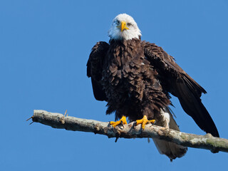 Bald Eagle Standing on a Tree Branch
