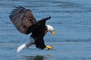 Foto op Canvas Bald Eagle Grabbing Fish out of the River © Brian E Kushner