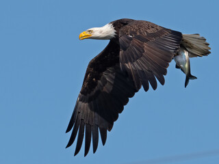 Bald Eagle in Flight with a Fish