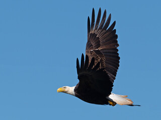 Bald Eagle in Flight with a Fish