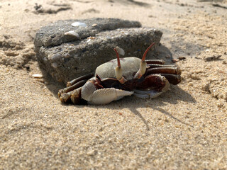 Horn-eyed ghost crab on the sand beach.