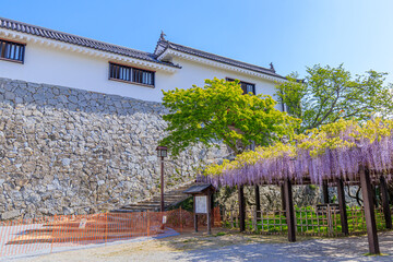 睡蓮の花 聖光寺 二千年ハス池 佐賀県多久市 Water Lily Flower Saga Ken Taku City Water Lily Wall Mural Water Li M H