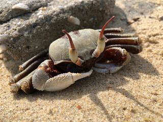 Horn-eyed ghost crab on the sand beach.