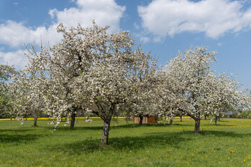 Fototapeta na wymiar Zwei große alte blühende Birnbäume in der Wiese eines idyllischen Obstgartens im Frühling 