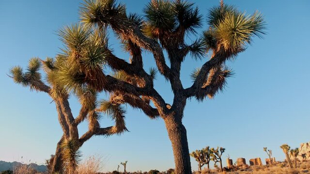Slow Pan Down on a Joshua Tree at Sunset in Joshua Tree California Desert