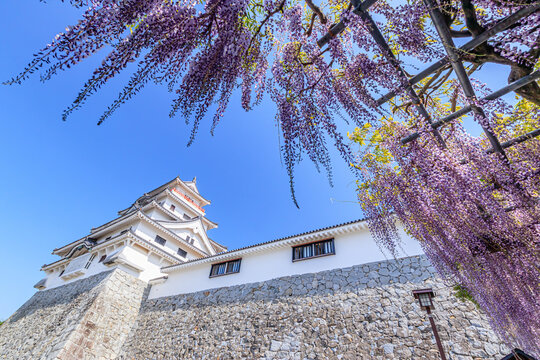 歴史 藤の花 花 Images Browse 51 Stock Photos Vectors And Video Adobe Stock