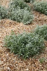 Plantes avec paillage de gravier beige