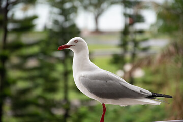 seagull on the garden