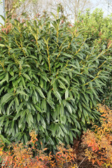 Prunus laurocerasus ' Otto Luyken '