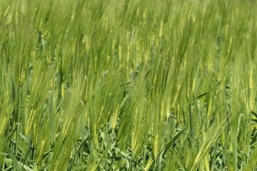 大麦の穂