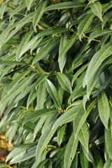 Prunus laurocerasus ' Otto Luyken '