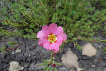 Pastel pink flower of Portulaca grandiflora in mid July
