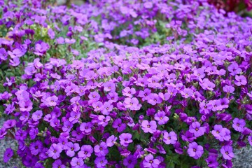 field of purple flowers