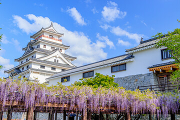 唐津城と藤の花　佐賀県唐津市　Karatsu Castle and Wisteria flowers Saga-ken Karatsu...