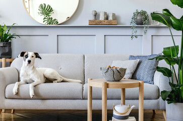  Interior design of living room with stylish grey sofa, coffee table, tropical plant, mirror, decoration, pillows and elegant personal accessories in home decor. Beautiful dog lying on the couch.