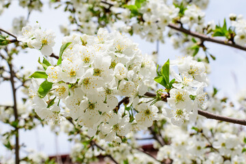 Large branch with white cherry tree flowers in full bloom and clear blue sky in a garden in a sunny spring day, beautiful Japanese cherry blossoms floral background, sakura.