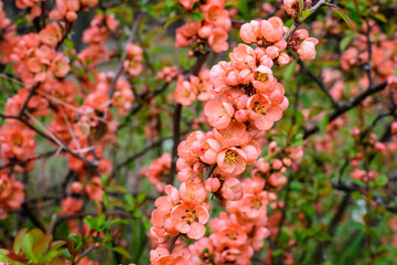 Close up delicate red flowers of Chaenomeles japonica shrub, commonly known as Japanese quince or Maule's quince in a sunny spring garden, beautiful Japanese blossoms floral background, sakura. - Powered by Adobe