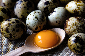Fresh quail eggs on the rustic background. Raw egg yolk in the wooden spoon closeup. Concept healthy food. Concept of preparation for cooking.