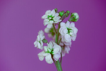white flowers on a branch, purple background