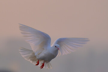 Pigeon