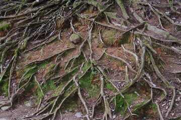 木の根13