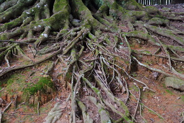 木の根14