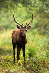 Naklejka na ściany i meble Red deer stag looking in forest autumn nature in vertical shot