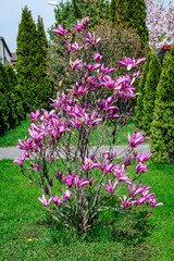 Many delicate vivid pink magnolia flowers in full bloom on a branch in a garden in a sunny spring day, beautiful outdoor floral background photographed with soft focus.