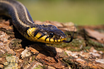 Grass snake crawling on bark of a tree trunk and sticking out its tongue