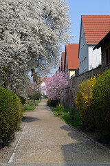 Romantischer Blütenweg in Zwingenberg im Odenwald