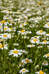 Daisy flower field in spring. Madrid. Spain