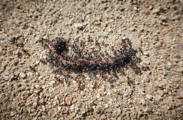 Ants moving an earthworm towards its anthill. Madrid. Spain