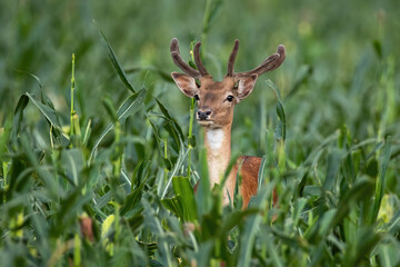 Fallow deer stag standing in corn field in summertime nature.