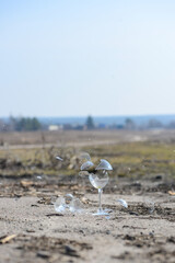 two empty wine glasses shatter into shards against the horizon
