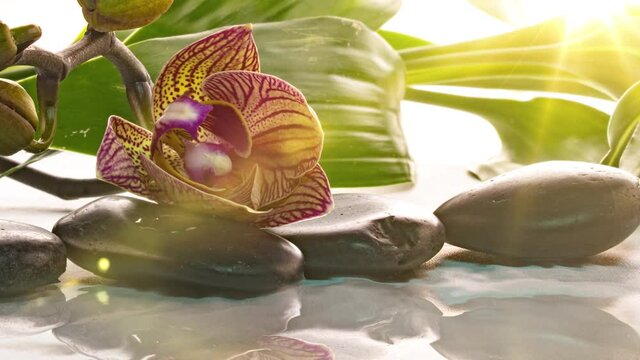 Orchid blooms near stones with reflection in water, time lapse, macro photography, spa concept, zen