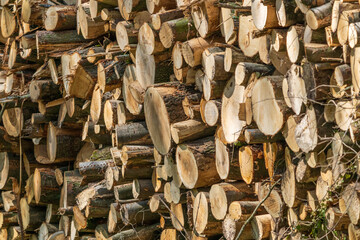 selective focus of a stack of hardwood and softwood tree trunks  ready for processing at the sawmill