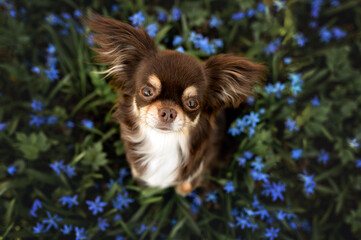beautiful brown chihuahua dog sitting outdoors on a snowdrops flowers field, top view