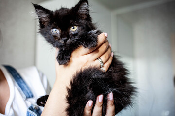 black kitten with a sore eye in the arms of a girl