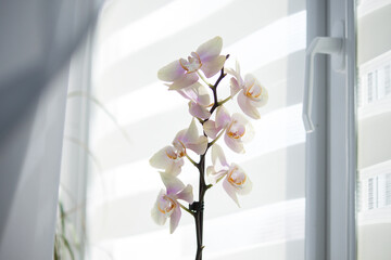 Window roller duo system day and night with flower orchid  in sunny day.