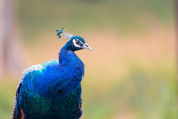 The Indian peafowl (Pavo cristatus), also known as the common peafowl, and blue peafowl, is a peafowl species native to the Indian subcontinent. Is a very beautiful bird.