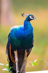 The Indian peafowl (Pavo cristatus), also known as the common peafowl, and blue peafowl, is a peafowl species native to the Indian subcontinent. Is a very beautiful bird.