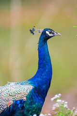 The Indian peafowl (Pavo cristatus), also known as the common peafowl, and blue peafowl, is a peafowl species native to the Indian subcontinent. Is a very beautiful bird.