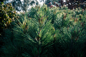 Green tree leaves