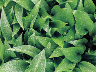 Green leaves background aftar rain